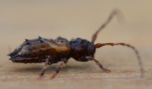 Réf. 290 350 : Pogonocherus hispidus